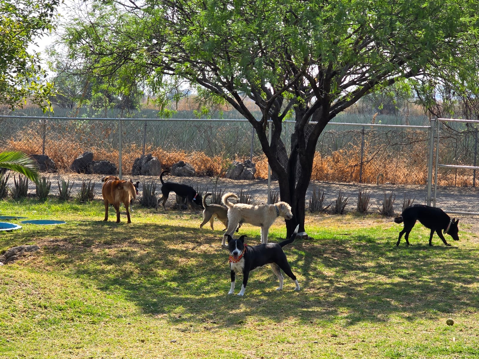 PERRO HOTEL CAMPESTRE GUARDERIA